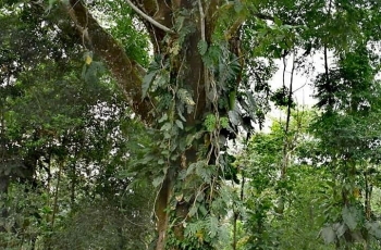 LEÑA VERDE ECOPARQUE